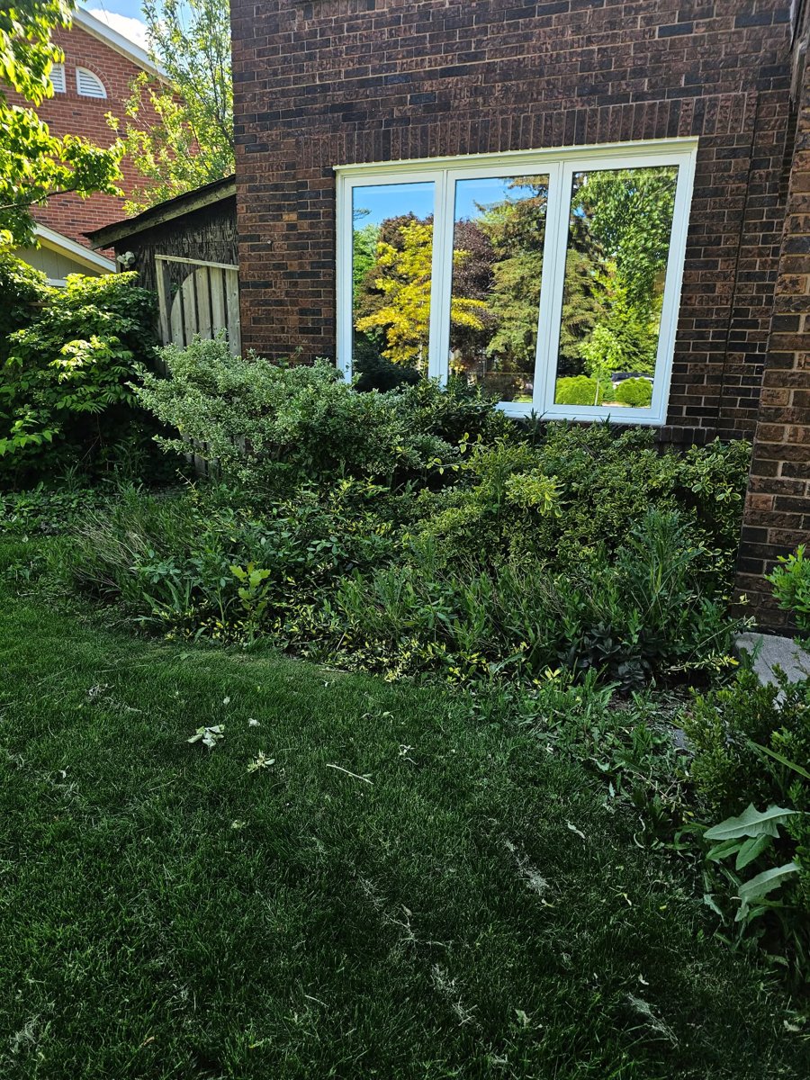 Overgrown garden bed before Turfix bed creation service